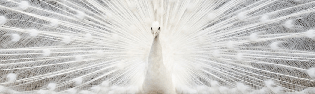THE STORY BEHIND THE MUSIC: The White Peacock THE STORY BEHIND THE MUSIC: The White Peacock
