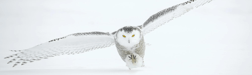 A Musical Journey Through All Eight Harry Potter Films