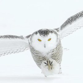 A Musical Journey Through All Eight Harry Potter Films